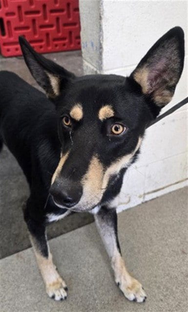 Photo of Leo, adoptable German Shepherd Dog in San Bernardino, California