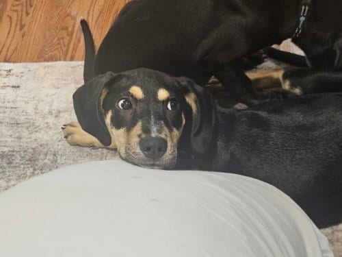 Photo of Prue, adoptable Unknown breed in Holbrook, New York