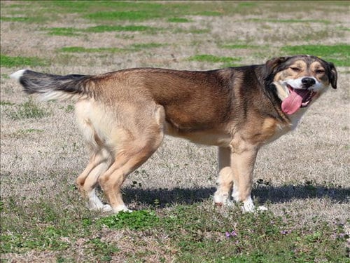 Photo of Nomy, adoptable German Shepherd Dog in Grovetown, Georgia