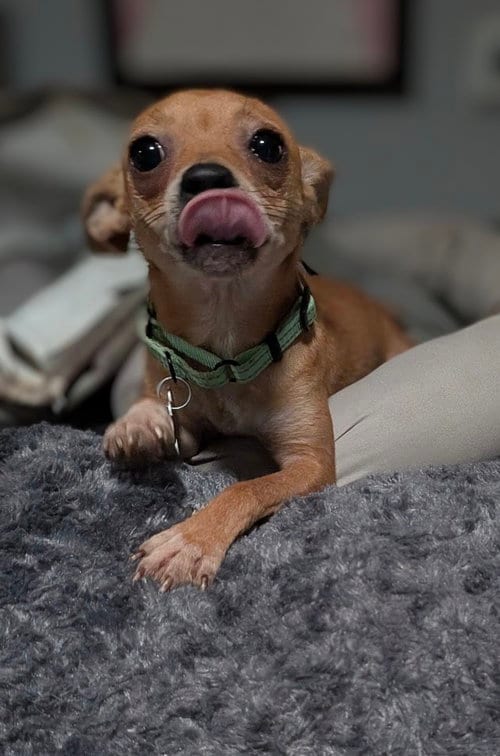 Photo of Petra, adoptable Chihuahua in Charlotte, North Carolina