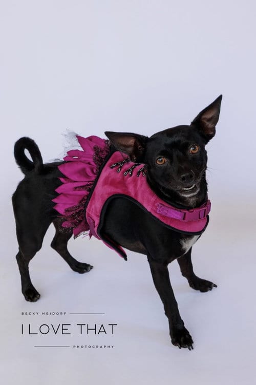 Photo of Monica, adoptable Chihuahua in The Woodlands, Texas