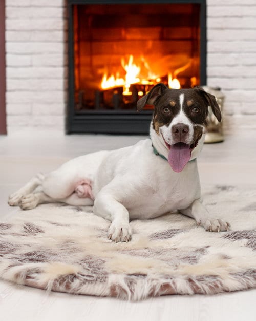 Photo of Jake, adoptable Pointer in Holbrook, New York