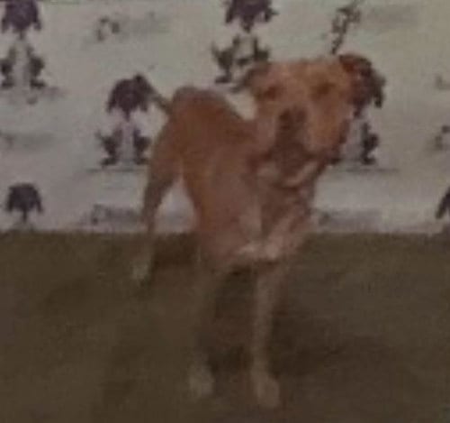 Photo of Scrappy, adoptable American Pit Bull Terrier in St. Cloud, Florida