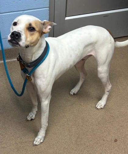 Photo of Zircon, adoptable dog in Chamblee, Georgia