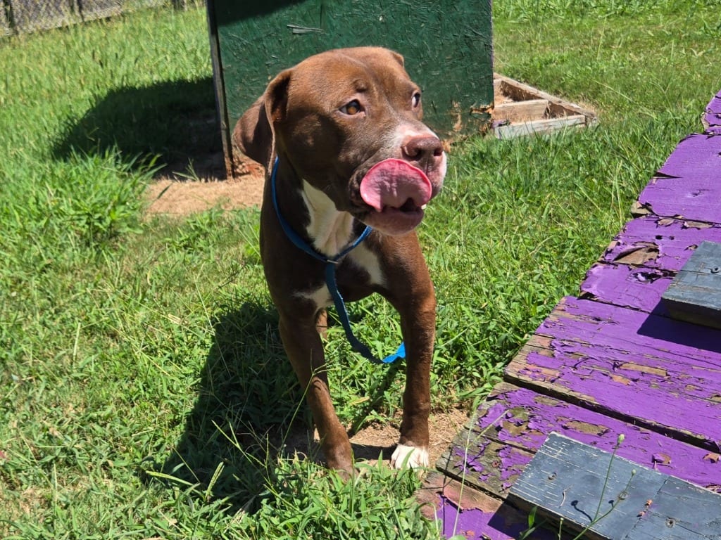 Photo of Katana, adoptable Mixed Breed in Douglasville, Georgia