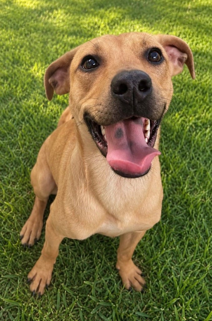 Photo of Haze, adoptable Mixed Breed in Ocala, Florida