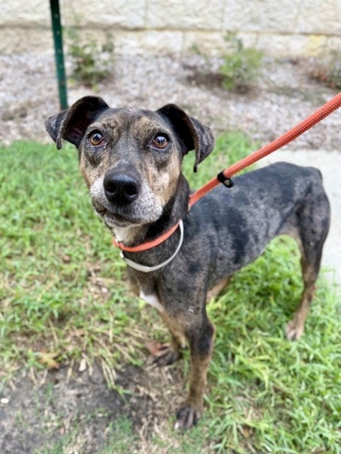 Photo of Trudy, adoptable Catahoula Leopard Dog in Conroe, Texas
