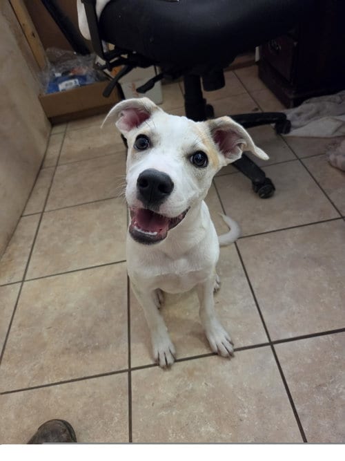 Photo of Nico, adoptable Labrador Retriever in Tracy City, Tennessee
