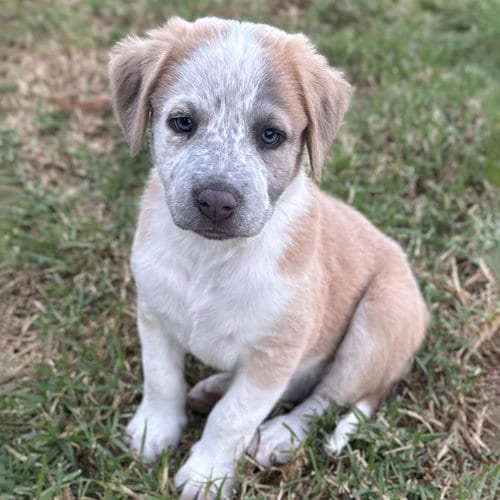 Photo of Fiji Pup - Rewa, adoptable Spaniel in San Diego, California