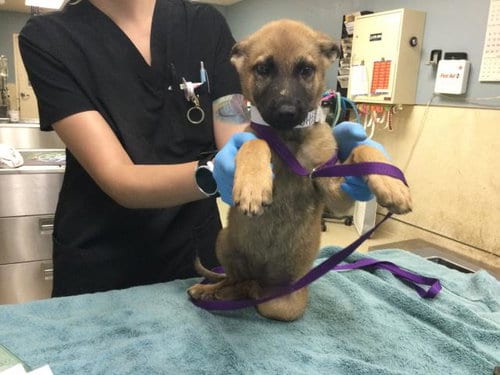 Photo of Fizzy, adoptable German Shepherd Dog in Riverside, California