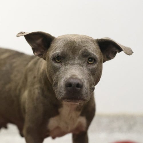 Photo of Sadie, adoptable American Staffordshire Terrier in San Antonio, Texas
