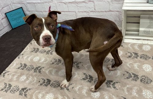 Photo of Honey Nut, adoptable Pit Bull Terrier in Detroit, Michigan