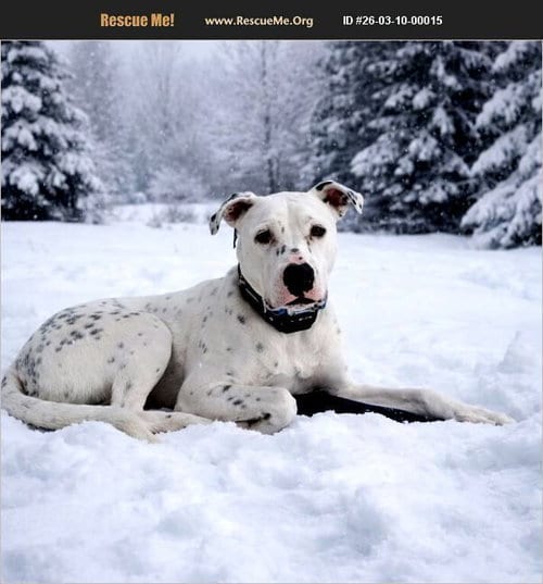 Photo of Oliver, adoptable Dalmatian in Benton, Pennsylvania