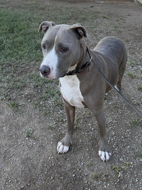 Photo of Mila, adoptable Pit Bull Terrier in Riverside, California