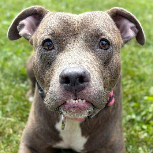 Photo of Kimmie, adoptable Pit Bull Terrier in Jefferson, Wisconsin