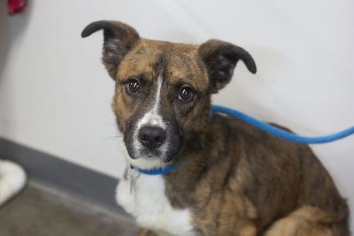 Photo of Atlas, adoptable Australian Cattle Dog/Blue Heeler in Mountain Home, Arkansas