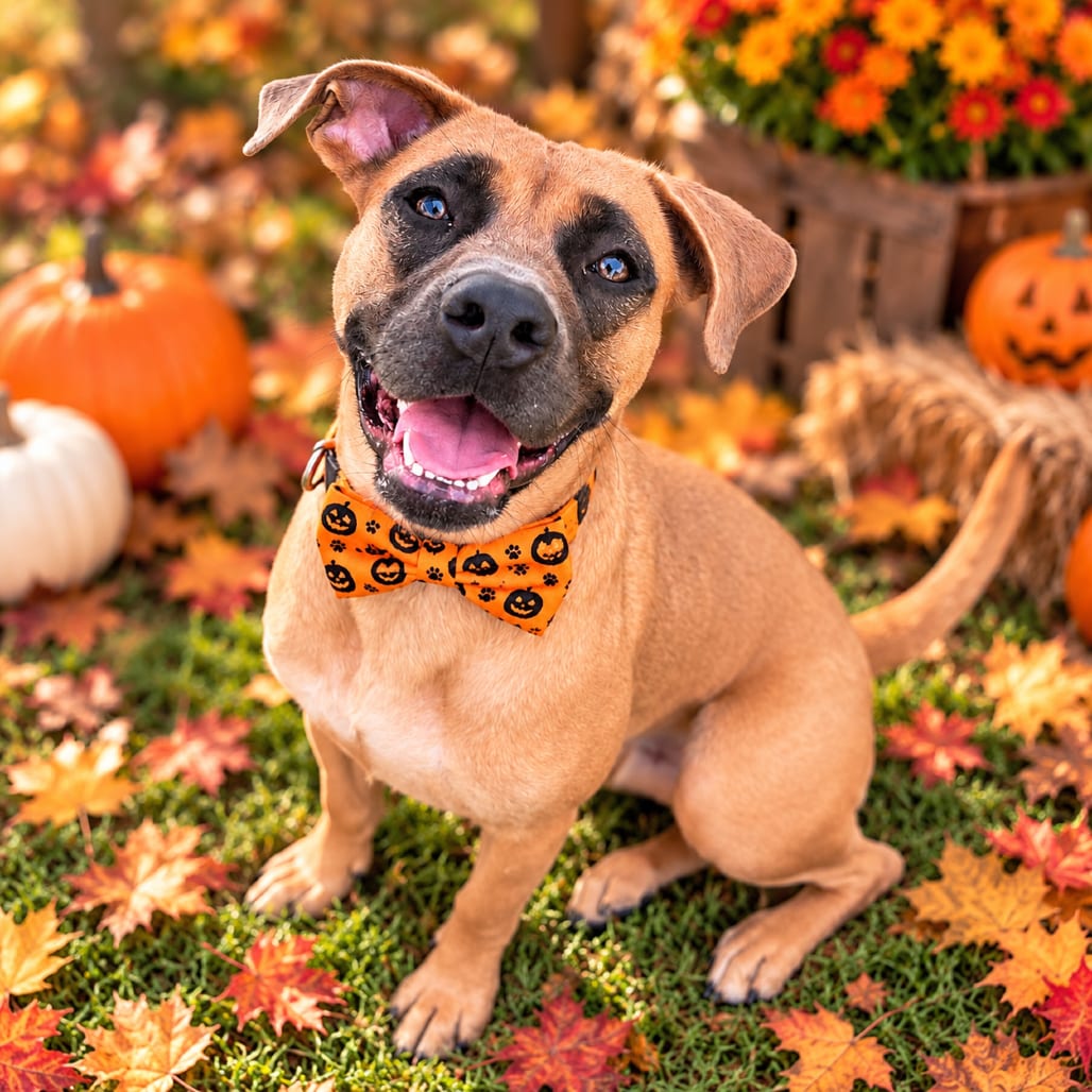 Photo of Nola, adoptable Mixed Breed (Medium) / Mixed Breed (Medium) in Binghamton, New York