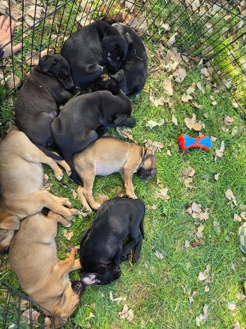 Photo of Ginger, adoptable Black Mouth Cur in Salt Lake City, Utah