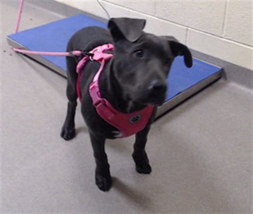 Photo of Sasha, adoptable Labrador Retriever in Denver, Colorado