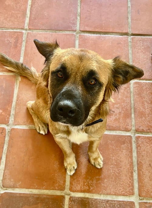 Photo of Pancho, adoptable Golden Retriever in San Diego, California