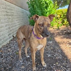 Photo of Daisy JuM, adoptable Plott Hound German Shepherd Dog in Hartford, Connecticut