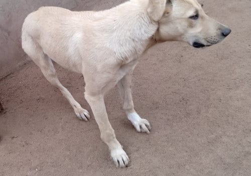 Photo of Seven Dwarfs, adoptable Anatolian Shepherd in Apple Valley, California