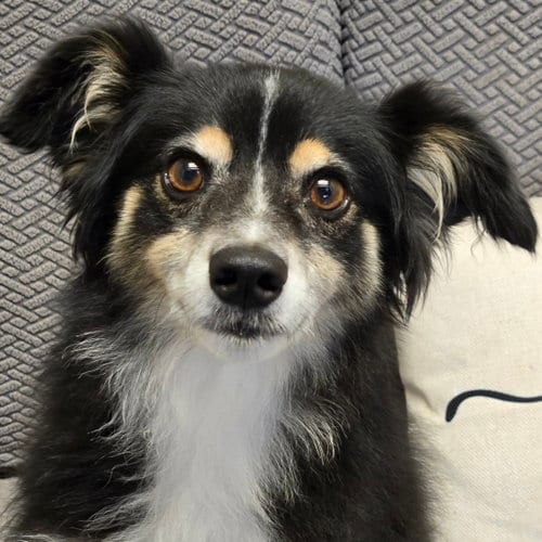 Photo of Roy, adoptable Australian Shepherd in Normal, Illinois
