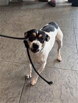Photo of Guapo, adoptable Chihuahua in Los Angeles, California