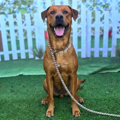 Photo of Mac, adoptable Labrador Retriever in Long Beach, California