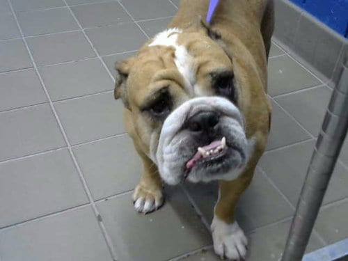Photo of Lucy, adoptable Bulldog in Albuquerque, New Mexico