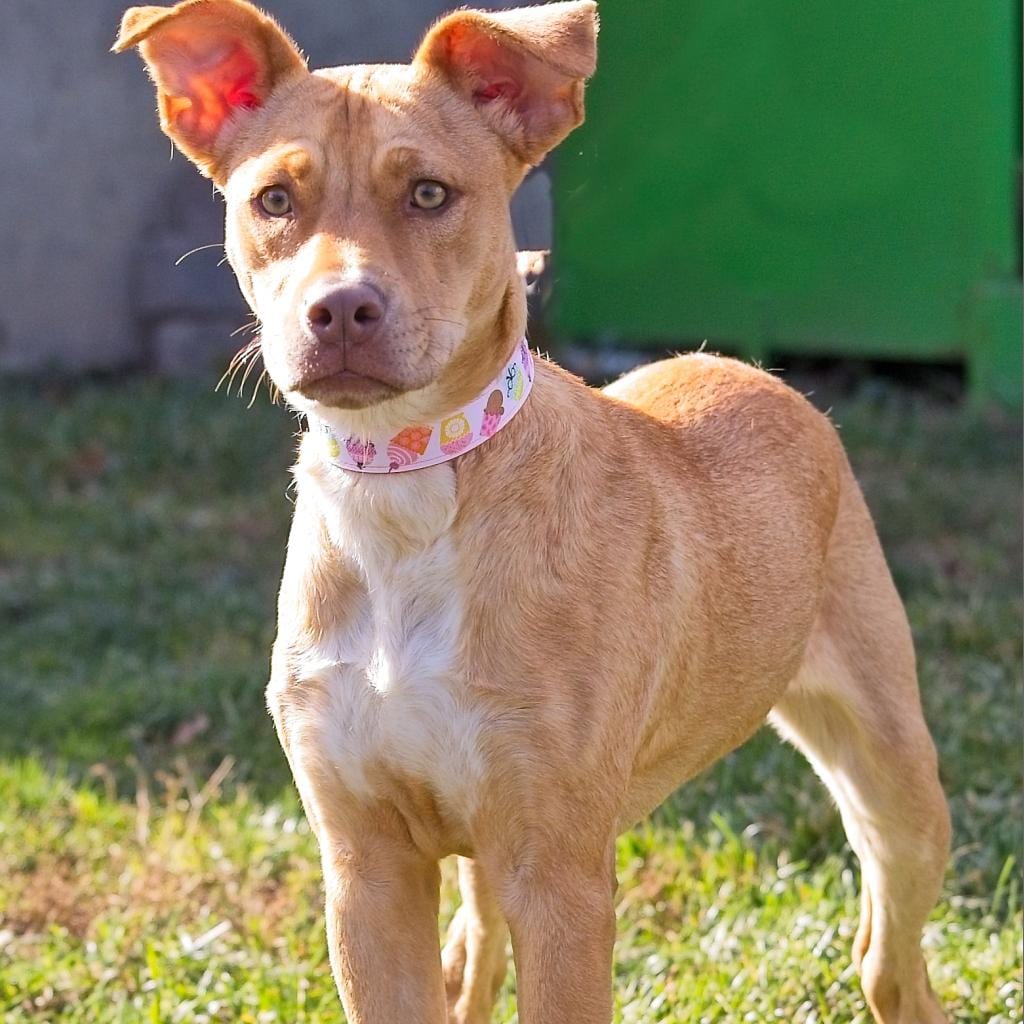Photo of Lee Lou, adoptable Mixed Breed (Medium) in South Elgin, Illinois