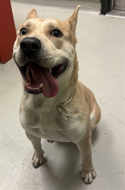 Photo of Mikey, adoptable Siberian Husky in Lancaster, California