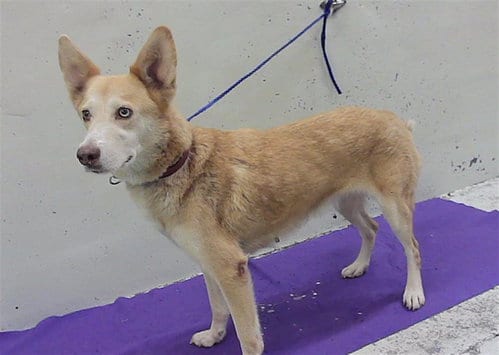 Photo of Esmerlada, adoptable Husky in Houston, Texas
