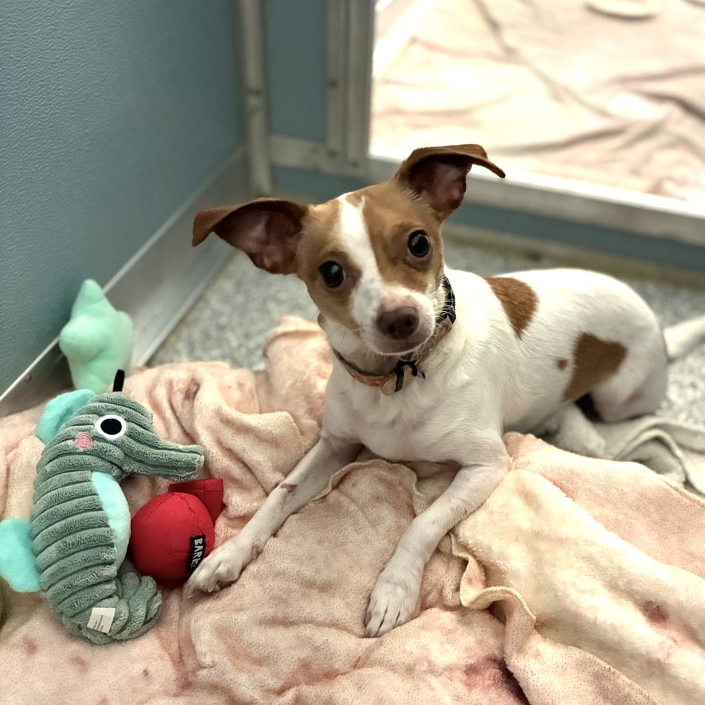 Photo of Pancake, adoptable Terrier, Jack Russell / Chihuahua, Short Coat in South Elgin, Illinois