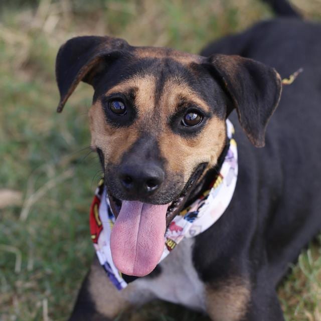 Photo of Missy, adoptable dog in San Antonio, Texas