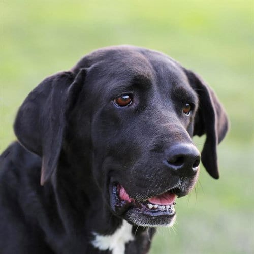 Photo of Ladybird, adoptable Labrador Retriever in Albuquerque, New Mexico