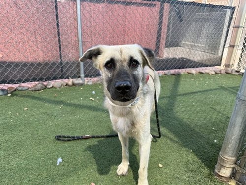 Photo of Forest, adoptable German Shepherd Dog in Phoenix, Arizona
