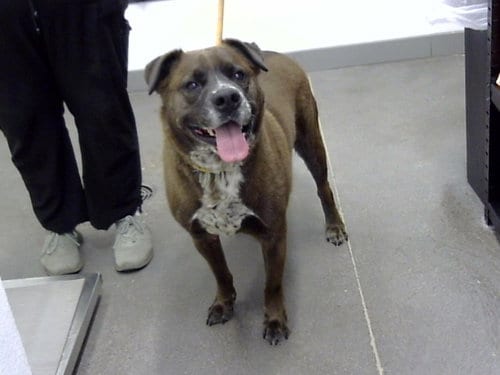 Photo of Koda, adoptable Chesapeake Bay Retriever in Mesa, Arizona