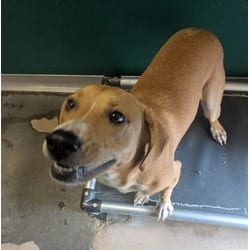 Photo of Chill, adoptable Golden Retriever in Texas City, Texas