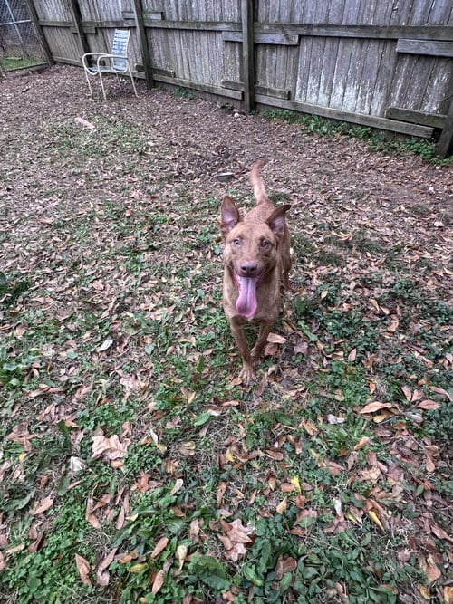 Photo of Joachim, adoptable Chocolate Labrador Retriever in Jackson, Mississippi