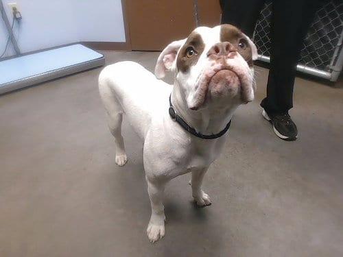 Photo of Didi, adoptable English Bulldog in Phoenix, Arizona