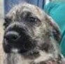 Photo of Igor, adoptable Terrier in Royal Palm Beach, Florida
