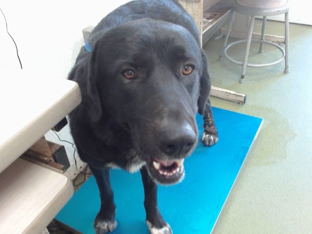 Photo of Senior Labrador Retriever mix, adoptable Labrador Retriever mix in Devore, California