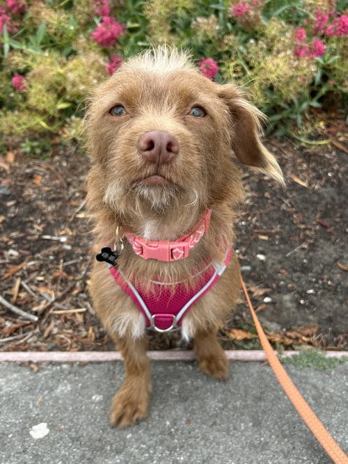 Photo of Niffty, adoptable Terrier in Santa Clara, California