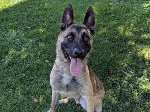 Photo of Max, adoptable German Shepherd Dog in San Clemente, California