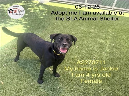 Photo of Jackie, adoptable Labrador Retriever in Los Angeles, California