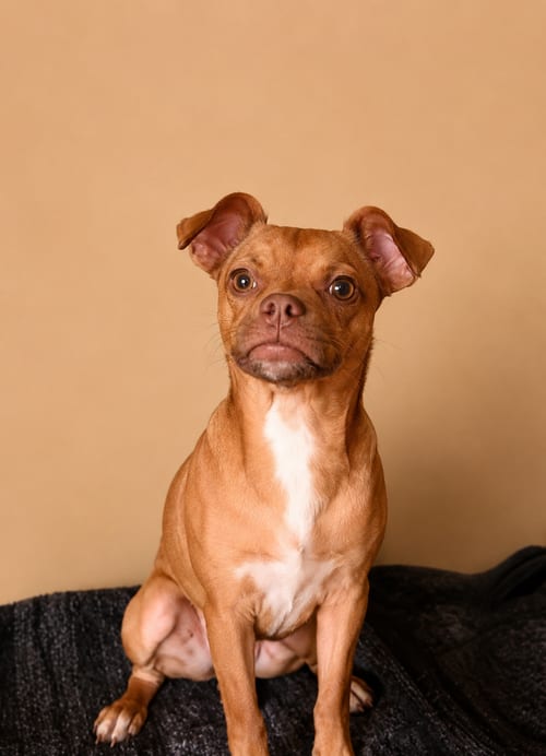 Photo of Winston T, adoptable Chihuahua in Inglewood, California