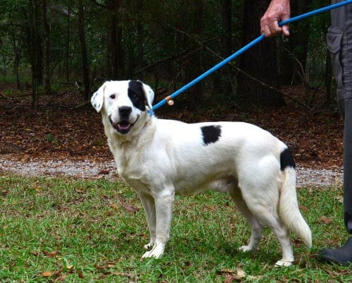Photo of Odin, adoptable Labrador Retriever in Willingboro, New Jersey
