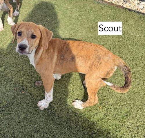 Photo of Scout, adoptable Hound in Gilberts, Illinois