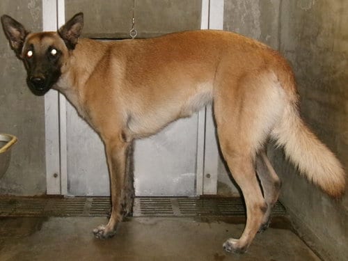 Photo of Ranger, adoptable Belgian Shepherd Malinois in Van Nuys, California